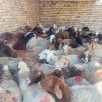 شصت راس میش ابستن اول شکم و دوم شکم|حیوانات مزرعه|اسدآباد, |دیوار