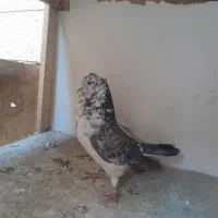 کفتر کبوتر خوب