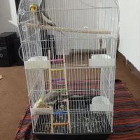 عروس هلندی|پرنده|آبیک, |دیوار