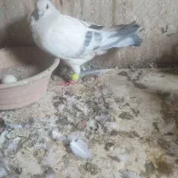 کفتر شامی ماده