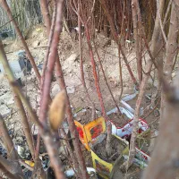 نهال بادام درشت تک و عمده موجود همراه با بادام|خدمات باغبانی و درختکاری|فلاورجان, |دیوار