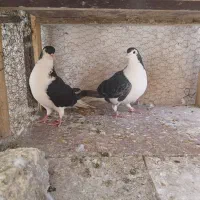 سیاه پشت نراماده