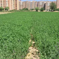فروش زمین کشاورزی دارای مادر سندمناسب باغ ومسکونی|فروش زمین و ملک کلنگی|اصفهان, اطشاران|دیوار