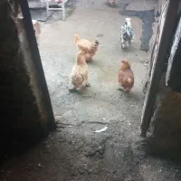 مرغ برهماوغوغاز|حیوانات مزرعه|بروجرد, |دیوار