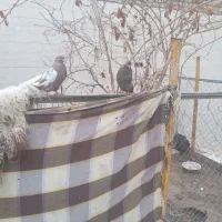 سپاس ازبرنامه دیوار|پرنده|باوی, |دیوار