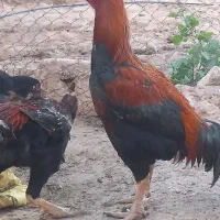 مرغ وخروس لاری فروشی