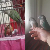 دو جفت گرینچیک