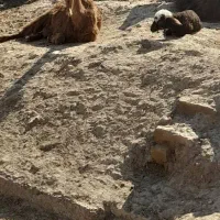 بز وبره|حیوانات مزرعه|اندیمشک, |دیوار