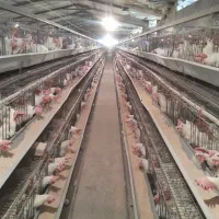 کارگر با خانواده جهت کار مرغداری