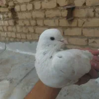کفتر|پرنده|قم, نیروگاه|دیوار