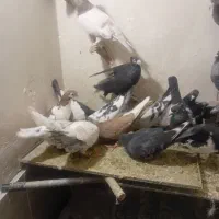 ۱۵یا ۱۶تا حیون دانه ۱۳۵ت