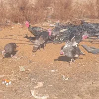 سه عدد مرغ ۸عدد بوقلمون|حیوانات مزرعه|گنبد کاووس, |دیوار