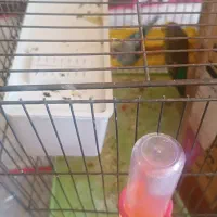 مرغ عشق|پرنده|فولادشهر, A2|دیوار