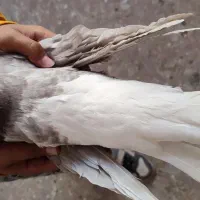 خال دم کله سه رگ دم سفید