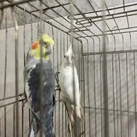 عروس هلندی|پرنده|قم, آزادگان|دیوار