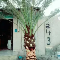 بریدن نخل و درخت وسمپاشی