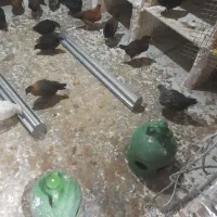 جوجه مرغ