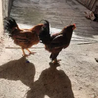 دو تا خسی محلی پاپر بزرگ