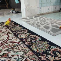 کوتوله زیبا و بانمک