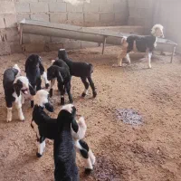 ۷میش وبره|حیوانات مزرعه|شوشتر, |دیوار