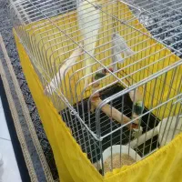 عروس هلندی لوتینو. نر.سخنگو