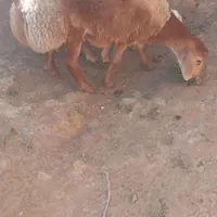 بره قوچی چینی اصل|حیوانات مزرعه|تربت جام, جلگه موسی آباد|دیوار