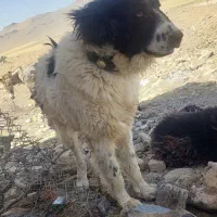 سگ دزدیده شده