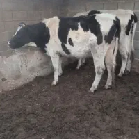 نوبر|حیوانات مزرعه|کوار, |دیوار