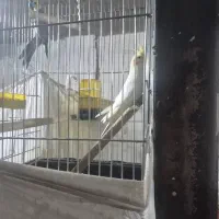 عروس هلندی مولد