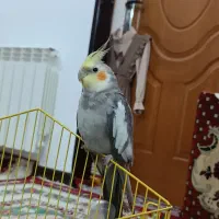 طوطی عروس