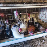 فروش خروس های گ ل ی ن چهل تاج و خالص