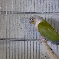 طوطی گرینچیک نر و جفت مولد تضمینی|پرنده|تهران, مجیدآباد|دیوار