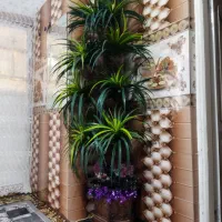 درخته نخل|گل مصنوعی|سلماس, |دیوار