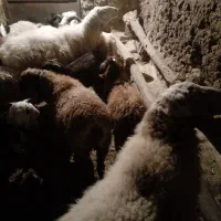 گوسفند ولایتی بره|حیوانات مزرعه|سده (خراسان جنوبی), |دیوار