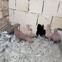 کفتر پنج عدد سرخ و زرد کرمونی قلدور همه چیز تموم|پرنده|تربت‌حیدریه, رضاشهر|دیوار