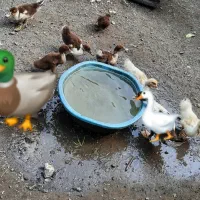 بچه اردک اسرائیلی