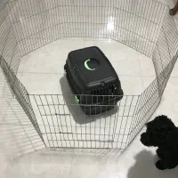 سگ پودل|سگ|کرج, ملک‌آباد|دیوار