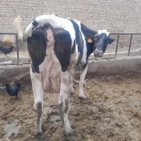 گاو گوشبی|حیوانات مزرعه|شاهدشهر, |دیوار