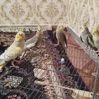 عروس هلندی|پرنده|مشکیندشت, |دیوار
