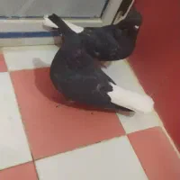 یک جفت کبوتر سیاه دمسفید اشعل|پرنده|دهدشت, |دیوار