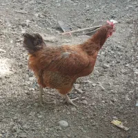 مرغ شازند