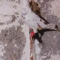 کفتر|پرنده|مشهد, رضاییه|دیوار