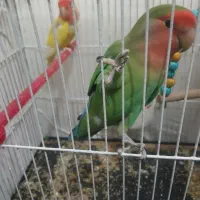 طوطی کوتوله قناری