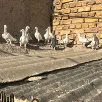 سفیدخطی|پرنده|اقبالیه, |دیوار