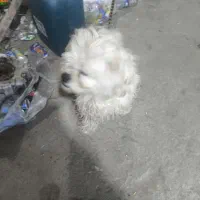 سگ جسی|سگ|ورامین, خیر آباد|دیوار