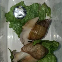 آکواریوم جدید