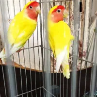 کوتوله برزیلی کله هلویی