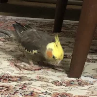 عروس هلندی دستی