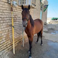 اسب