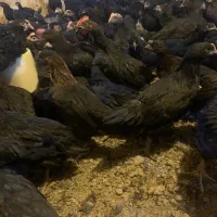 جوجه مرغ و خروس محلی جهادی سیاه